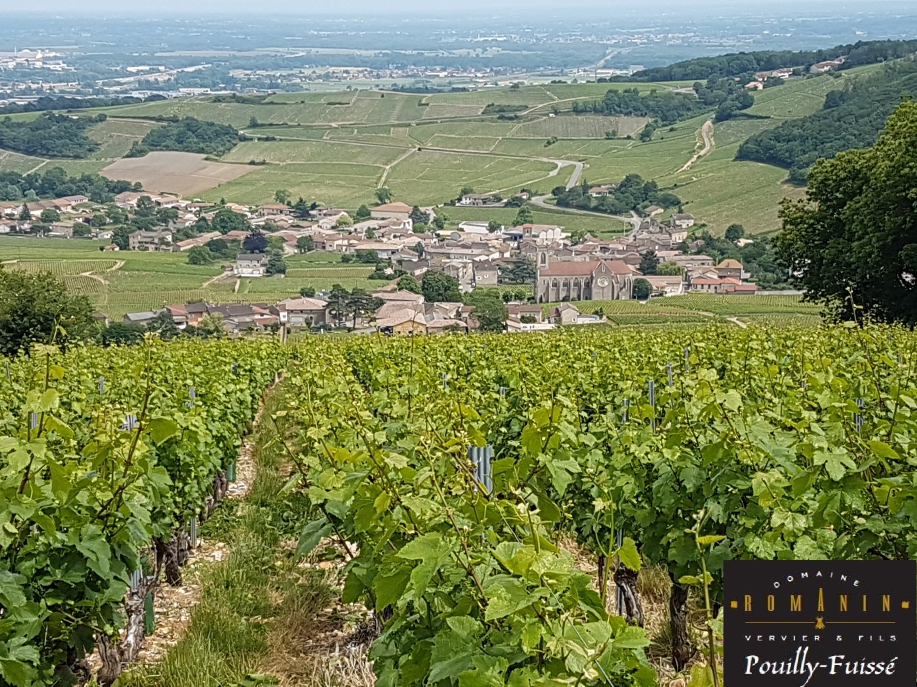 DOMAINE ROMANIN &#8211; VERVIER &#038; FILS