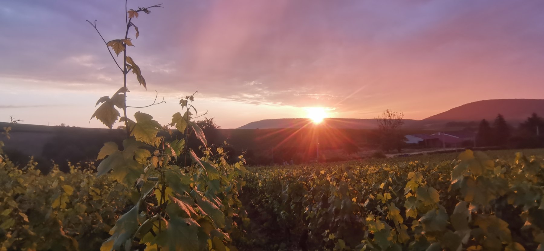 DOMAINE GAUTHIER RÉMAQUE