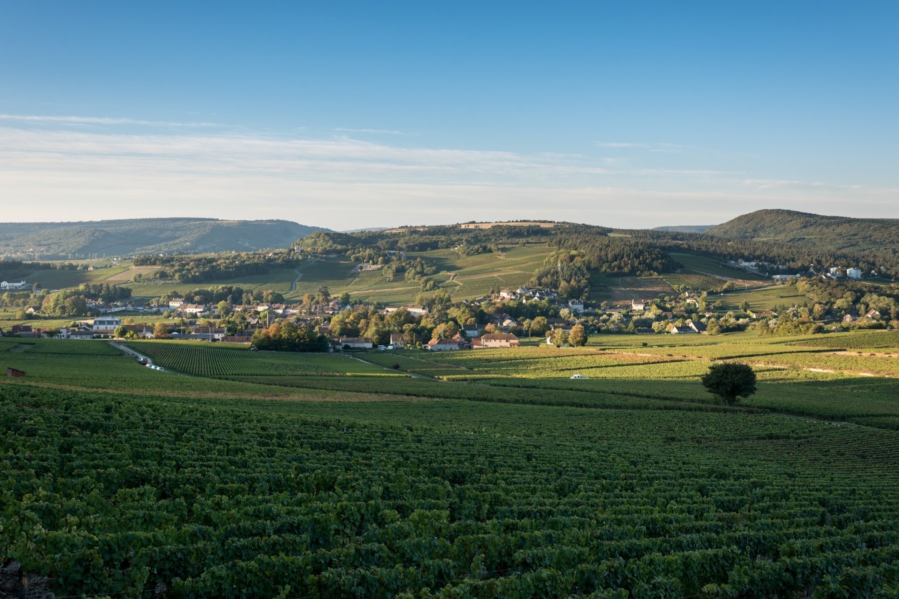 DOMAINE LEVERT-BARAULT &#8211; FAMILLE PICARD