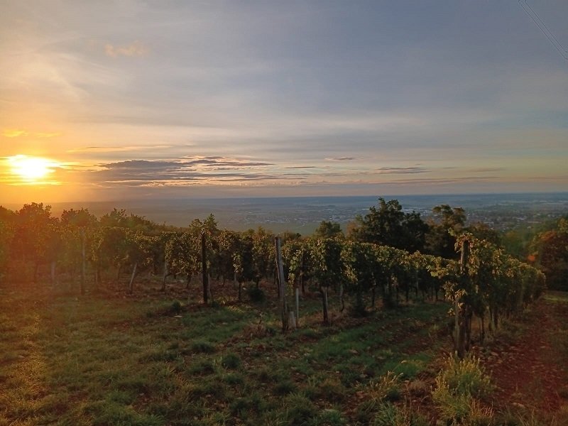 DOMAINE PATRICK HUDELOT